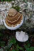IMG_2204
