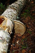 IMG_2207