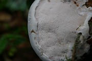 IMG_2210