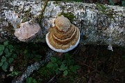 IMG_2475