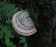IMG_2850b