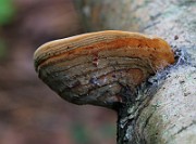 IMG_6121