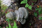 IMG_6131