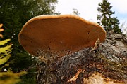 IMG_6141