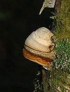 IMG_6845