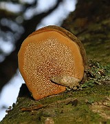IMG_6848