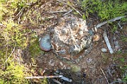 BracketFungi_AB