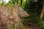 IMG_2726