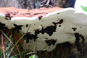 IMG_1895