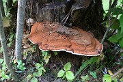 IMG_1899
