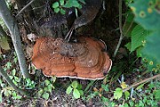IMG_1900