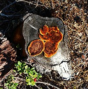 IMG_1223