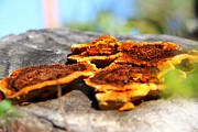 IMG_1225