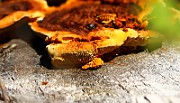 IMG_1226