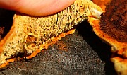 IMG_1227b
