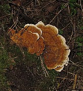IMG_8782