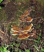 IMG_8783