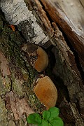 IMG_6701