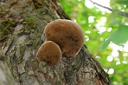 IMG_6704