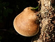 IMG_1312