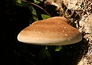 IMG_1313