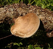 IMG_1315