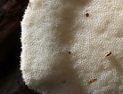IMG_1623s