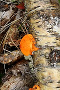 IMG_2116