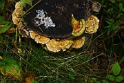IMG_2250
