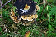 IMG_2259