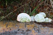 IMG_2040