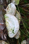 IMG_2042