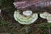 IMG_2043