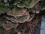 Cerrena unicolor