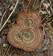 Coltricia perennis