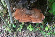 Ganoderma applanatum