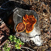 Gloeophyllum sepiarium