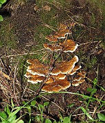 Heterobasidion annosum