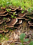 Phellodon connatus