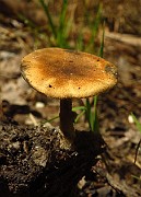 Polyporus brumalis