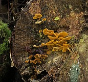 Stereum hirsutum