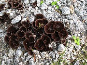 Thelephora terrestris