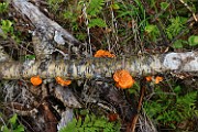 Trametes cinnabarina
