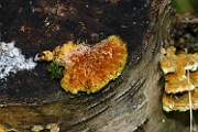 Trametes ochracea