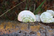 Trametes pubescens var.velutina