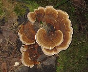 Trametes versicolor