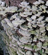 Trichaptum abietinum