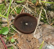 ASCOMYCETES (Cup Mushrooms)
