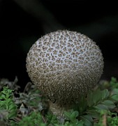 GASTEROMYCETES (Puff Balls)