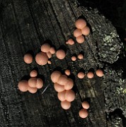MYXOMYCETES (Slime Moulds)